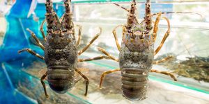 mơ thấy tôm hùm