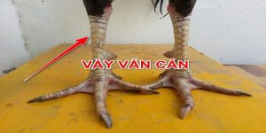 Vảy gà vấn cán là gì?