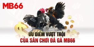 Sức hút của bộ môn chọi gà cựa sắt là hoàn toàn không thể bàn cãi